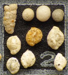 Mikrofauna im Strandsand vom Capo Passero, Sizilien - Plummerzelle Feld-2