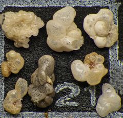 Mikrofauna im Strandsand vom Capo Passero, Sizilien - Plummerzelle Feld-21