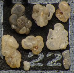 Mikrofauna im Strandsand vom Capo Passero, Sizilien - Plummerzelle Feld-22