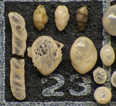 Mikrofauna im Strandsand vom Capo Passero, Sizilien - Plummerzelle Feld-23