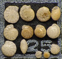 Mikrofauna im Strandsand vom Capo Passero, Sizilien - Plummerzelle Feld-25