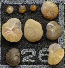 Mikrofauna im Strandsand vom Capo Passero, Sizilien - Plummerzelle Feld-26