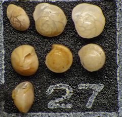 Mikrofauna im Strandsand vom Capo Passero, Sizilien - Plummerzelle Feld-27