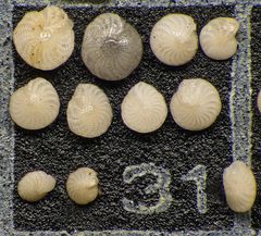 Mikrofauna im Strandsand vom Capo Passero, Sizilien - Plummerzelle Feld-31