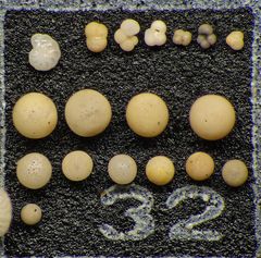Mikrofauna im Strandsand vom Capo Passero, Sizilien - Plummerzelle Feld-32