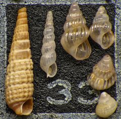 Mikrofauna im Strandsand vom Capo Passero, Sizilien - Plummerzelle Feld-33