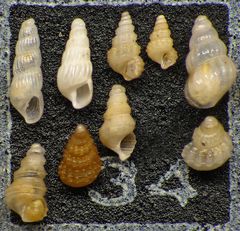 Mikrofauna im Strandsand vom Capo Passero, Sizilien - Plummerzelle Feld-34