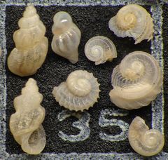 Mikrofauna im Strandsand vom Capo Passero, Sizilien - Plummerzelle Feld-35
