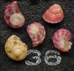 Mikrofauna