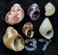 Mikrofauna im Strandsand vom Capo Passero, Sizilien - Plummerzelle Feld-37