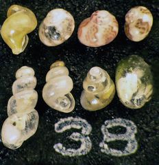 Mikrofauna im Strandsand vom Capo Passero, Sizilien - Plummerzelle Feld-38