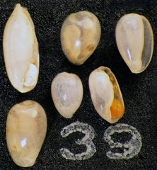 Mikrofauna im Strandsand vom Capo Passero, Sizilien - Plummerzelle Feld-39