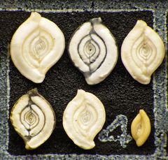 Mikrofauna im Strandsand vom Capo Passero, Sizilien - Plummerzelle Feld-4