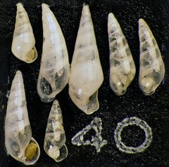 Mikrofauna im Strandsand vom Capo Passero, Sizilien - Plummerzelle Feld-40