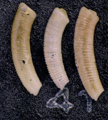 Mikrofauna im Strandsand vom Capo Passero, Sizilien - Plummerzelle Feld-41