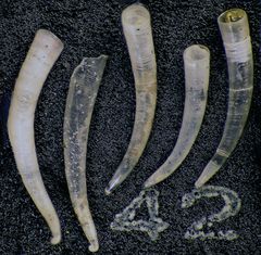 Mikrofauna im Strandsand vom Capo Passero, Sizilien - Plummerzelle Feld-42