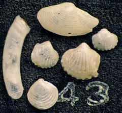 Mikrofauna im Strandsand vom Capo Passero, Sizilien - Plummerzelle Feld-43