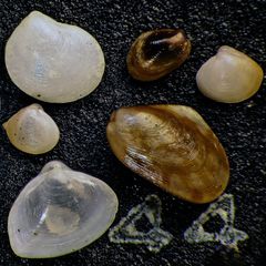 Mikrofauna im Strandsand vom Capo Passero, Sizilien - Plummerzelle Feld-44