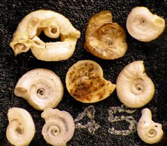 Mikrofauna im Strandsand vom Capo Passero, Sizilien - Plummerzelle Feld-45