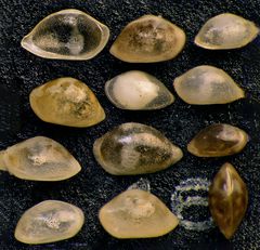 Mikrofauna im Strandsand vom Capo Passero, Sizilien - Plummerzelle Feld-46
