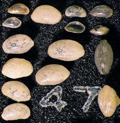 Mikrofauna im Strandsand vom Capo Passero, Sizilien - Plummerzelle Feld-47
