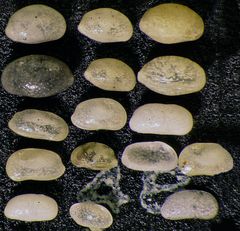 Mikrofauna im Strandsand vom Capo Passero, Sizilien - Plummerzelle Feld-48