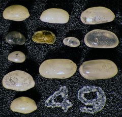 Mikrofauna im Strandsand vom Capo Passero, Sizilien - Plummerzelle Feld-49