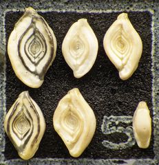Mikrofauna im Strandsand vom Capo Passero, Sizilien - Plummerzelle Feld-5