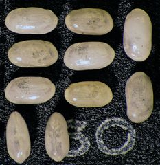 Mikrofauna im Strandsand vom Capo Passero, Sizilien - Plummerzelle Feld-50