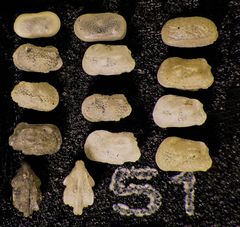 Mikrofauna im Strandsand vom Capo Passero, Sizilien - Plummerzelle Feld-51