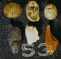 Mikrofauna im Strandsand vom Capo Passero, Sizilien - Plummerzelle Feld-53