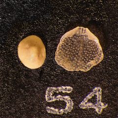 Mikrofauna im Strandsand vom Capo Passero, Sizilien - Plummerzelle Feld-54
