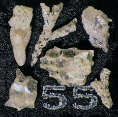 Mikrofauna im Strandsand vom Capo Passero, Sizilien - Plummerzelle Feld-55