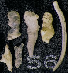 Mikrofauna im Strandsand vom Capo Passero, Sizilien - Plummerzelle Feld-56