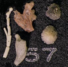 Mikrofauna im Strandsand vom Capo Passero, Sizilien - Plummerzelle Feld-57