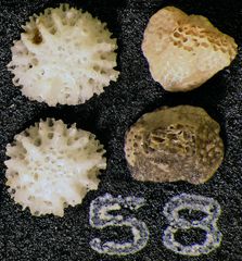 Mikrofauna im Strandsand vom Capo Passero, Sizilien - Plummerzelle Feld-58