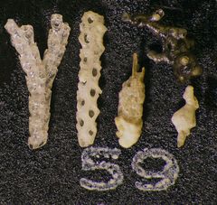 Mikrofauna im Strandsand vom Capo Passero, Sizilien - Plummerzelle Feld-59