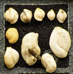 Mikrofauna im Strandsand vom Capo Passero, Sizilien - Plummerzelle Feld-6