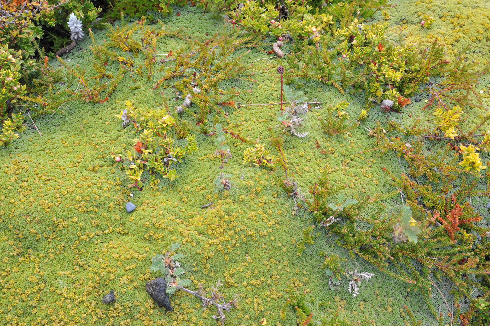 Mikroflora in Patagonien