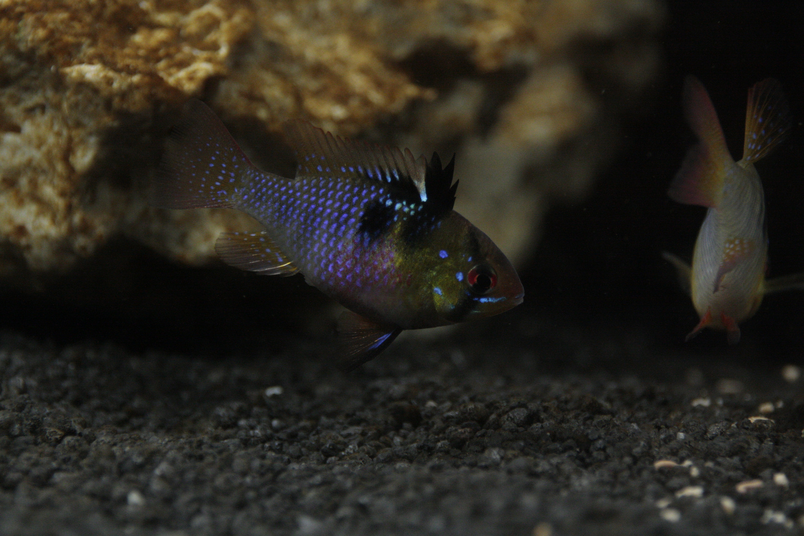 Mikrogeophagus ramirezi