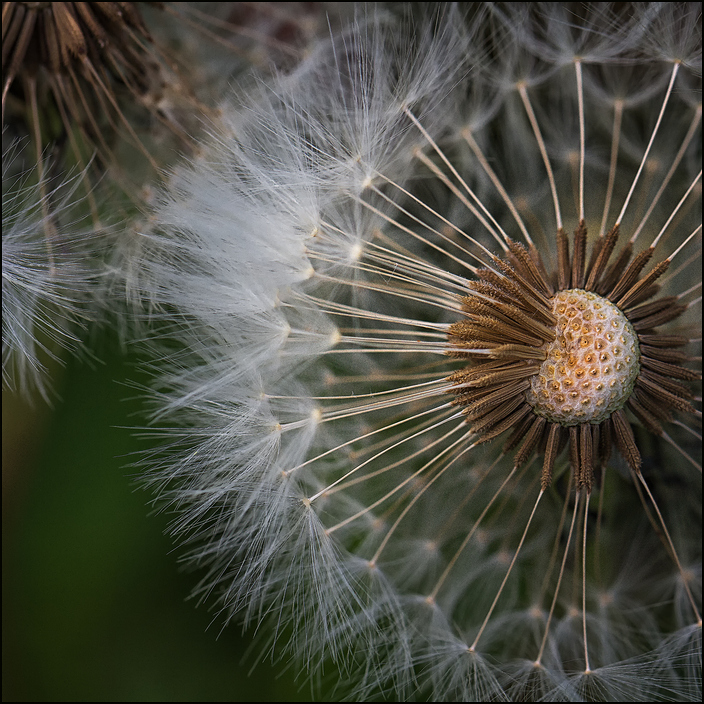 Mikrokosmos Foto & Bild pflanzen, pilze & flechten, blüten