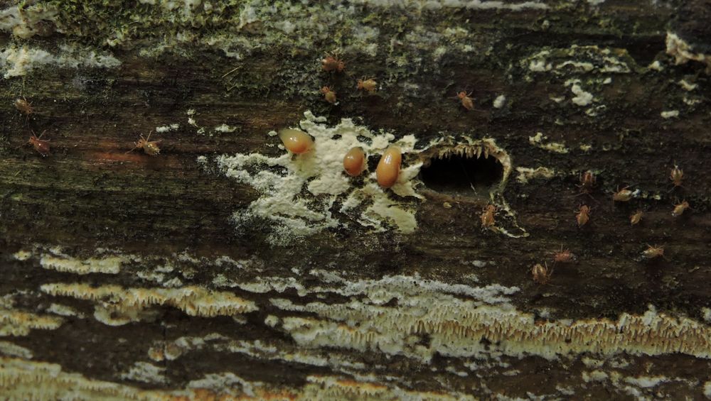 Mikrokosmos Foto & Bild tiere, wildlife, insekten Bilder auf