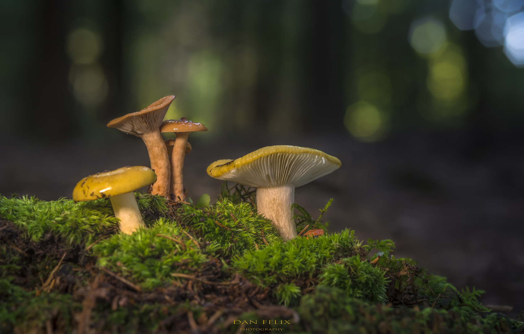 Mikrokosmos Foto & Bild pflanzen, pilze & flechten, pilze & flechten