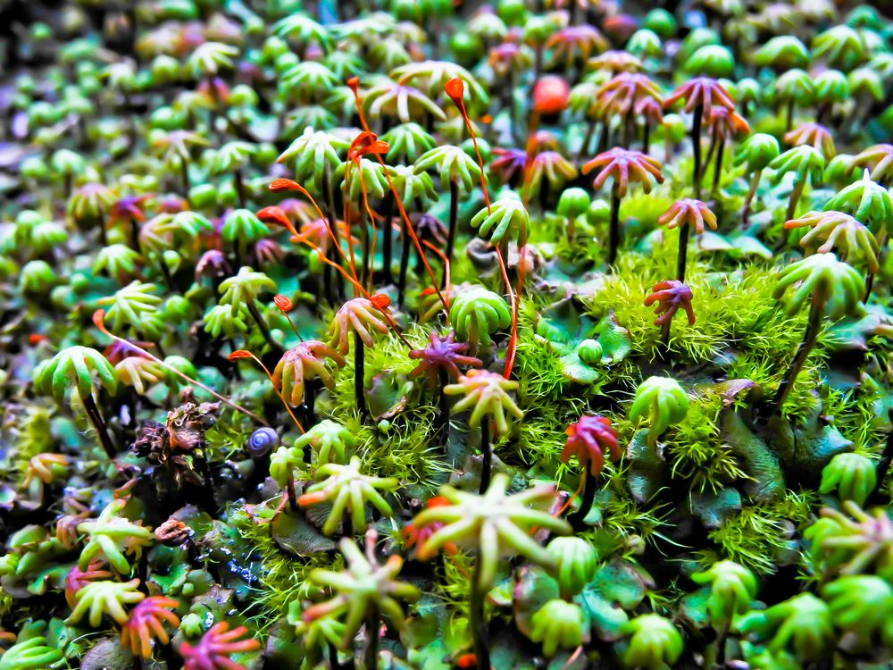 Mikrokosmos Foto & Bild pflanzen, pilze & flechten, moose & farne