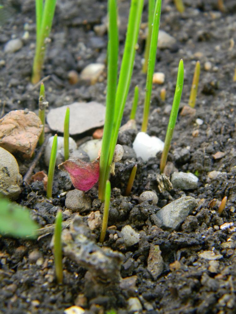 Mikrokosmos im Garten