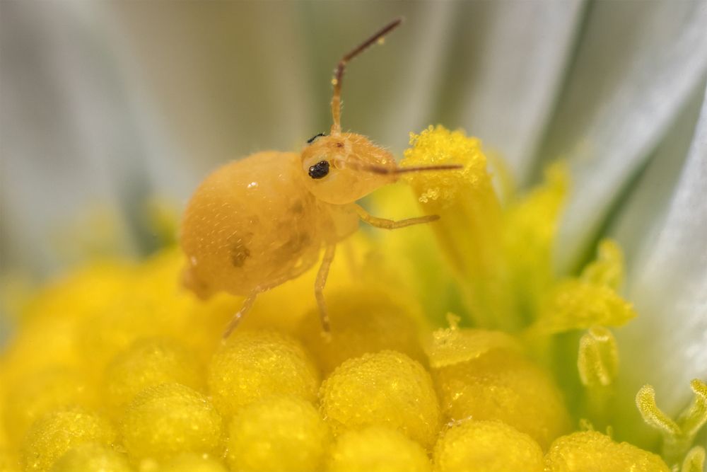 Mikrokosmos im Garten