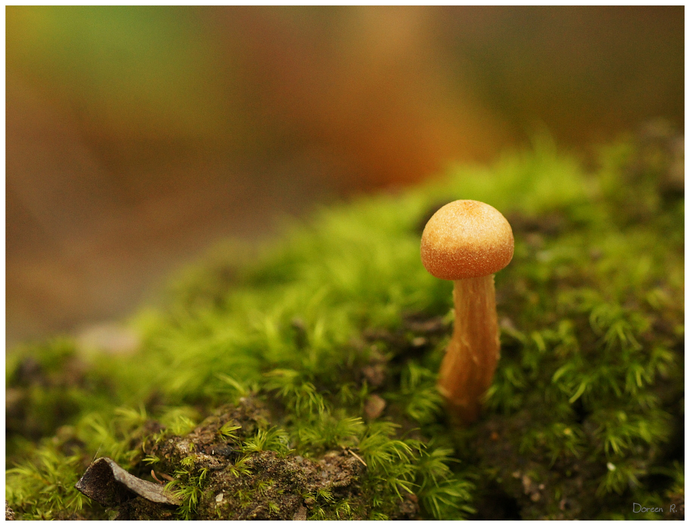 Mikrokosmos im Wald