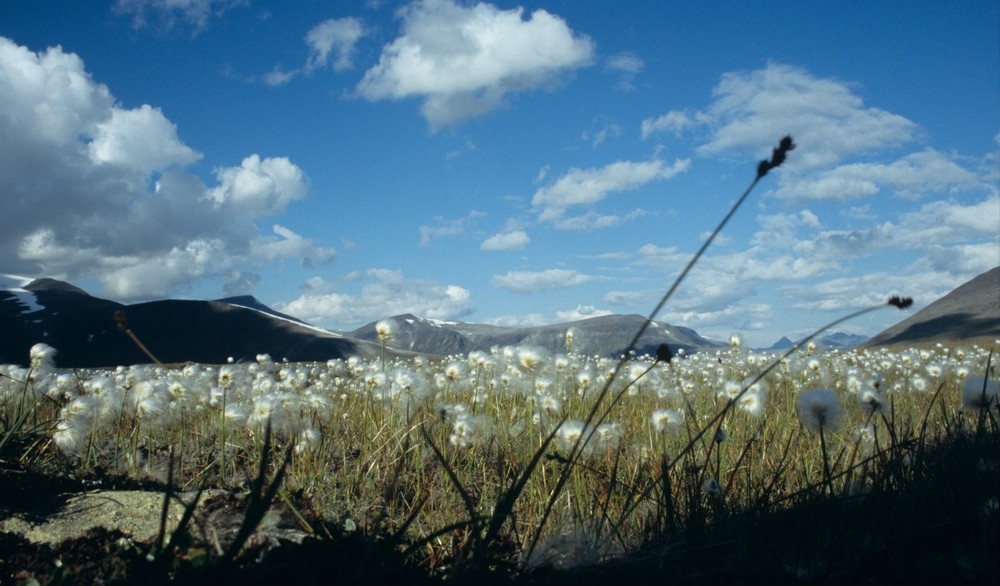 Mikrokosmos (Sarek-Nationalpark, Schweden)