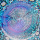 Mikroskopie einer Baumzelle