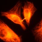 Mikrotubuli in Ptk2-Zellen (Fluoreszenzmikroskopie)